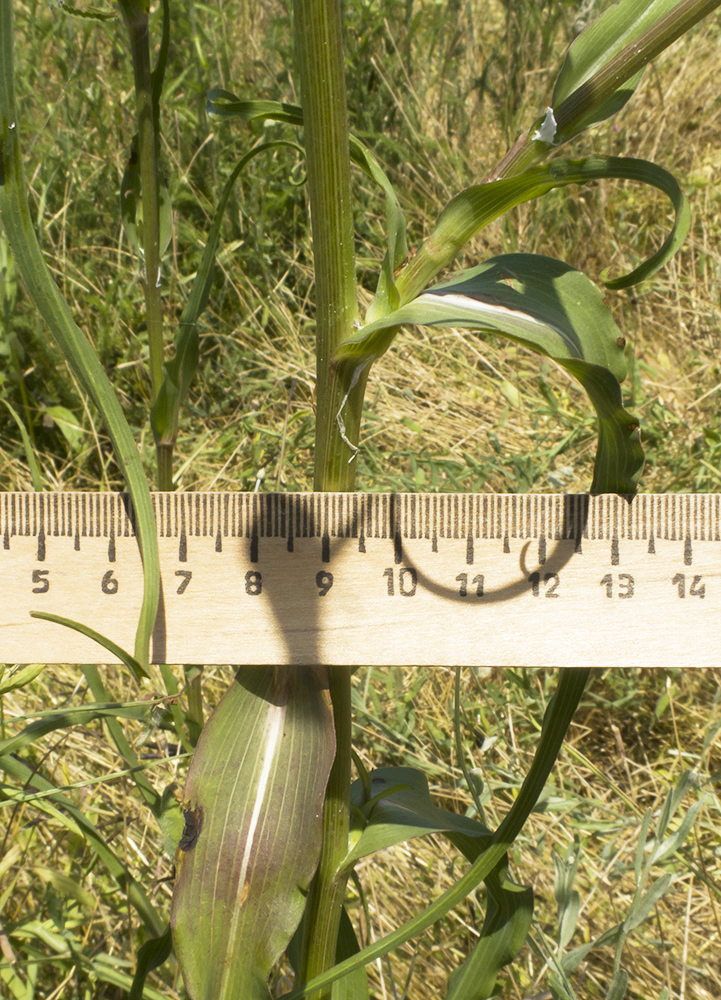 Image of Tragopogon dasyrhynchus specimen.