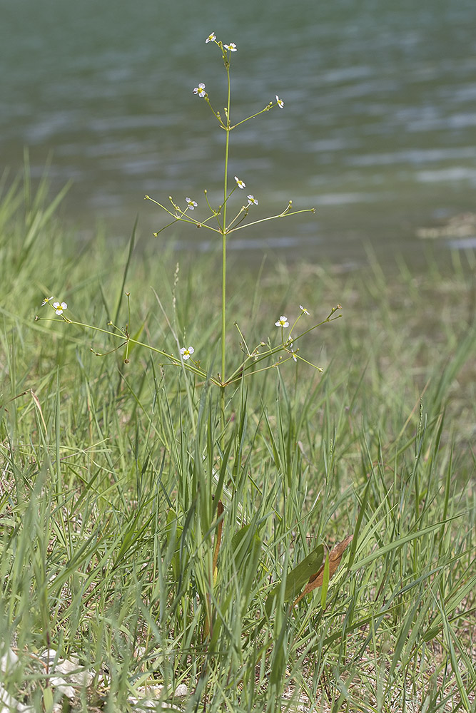 Image of Alisma lanceolatum specimen.