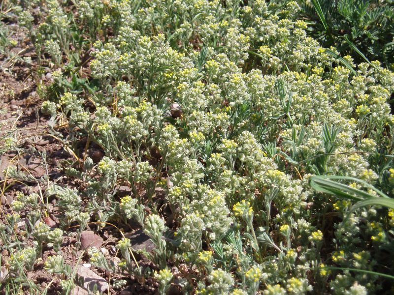 Image of Alyssum hirsutum specimen.