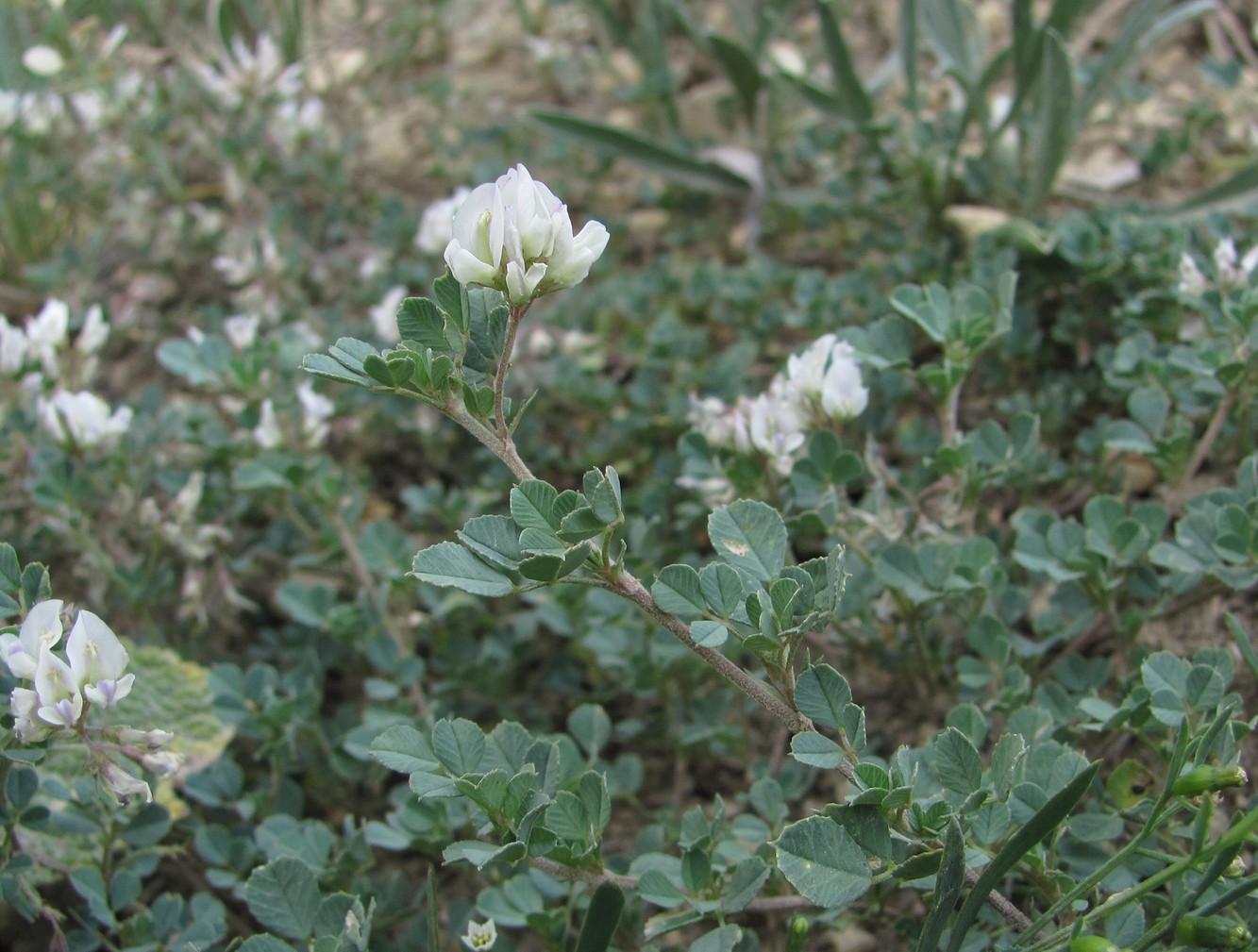 Изображение особи Medicago daghestanica.