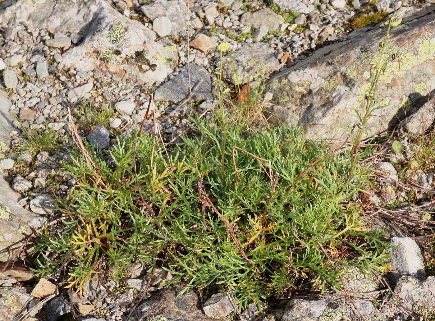 Изображение особи Artemisia norvegica.