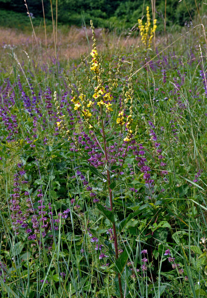 Image of Verbascum chaixii ssp. austriacum specimen.