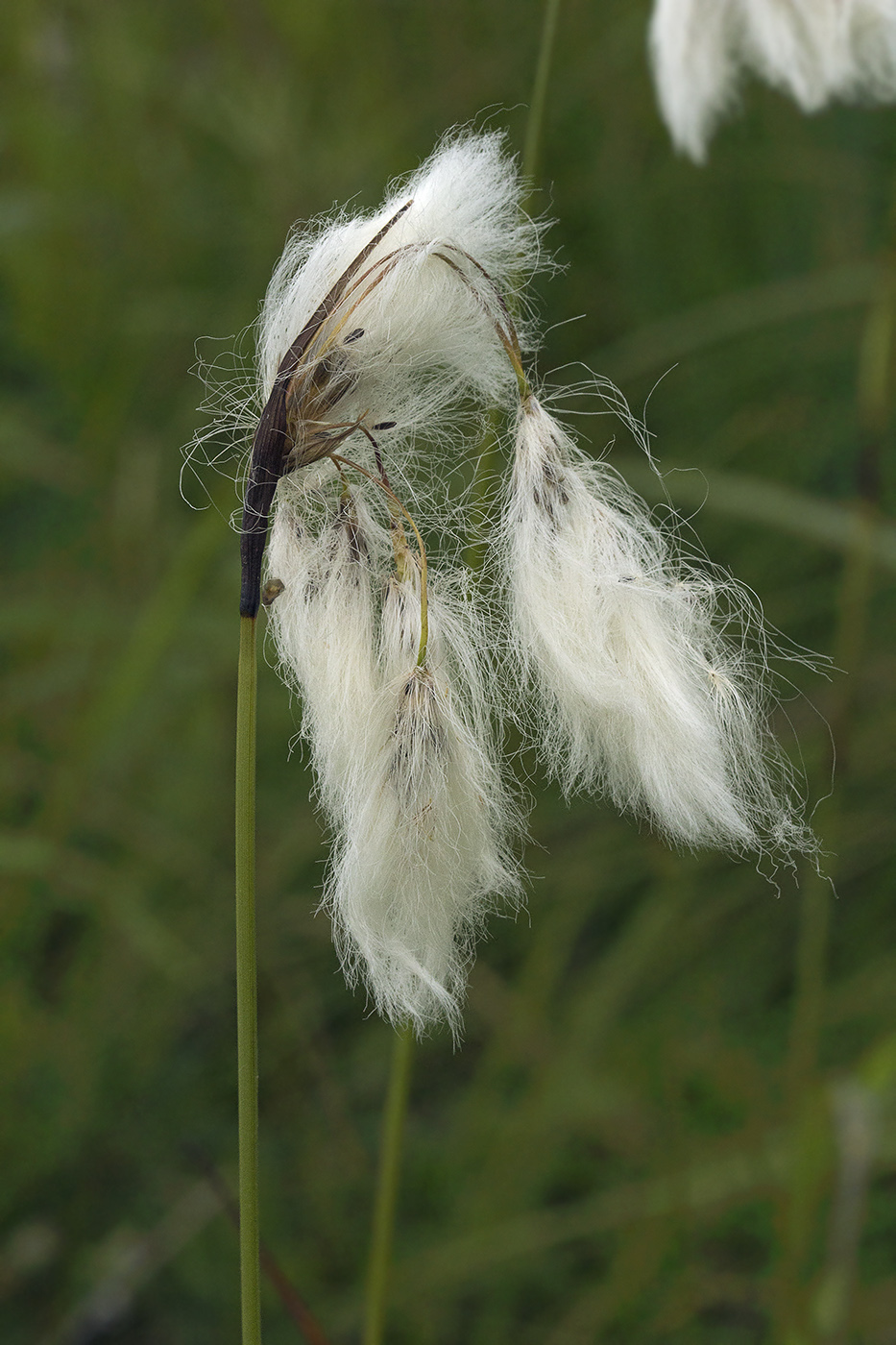 Image of Eriophorum komarovii specimen.