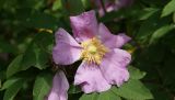 Смотреть изображение Rosa amblyotis