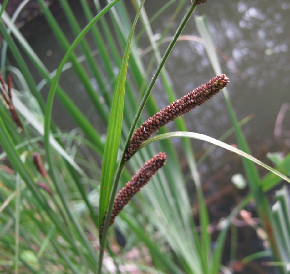 Image of Carex acuta specimen.