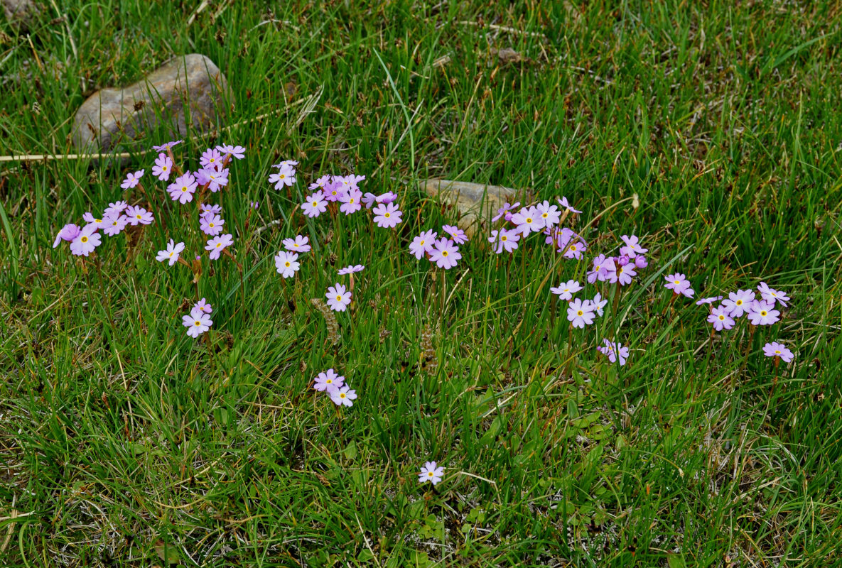 Image of Primula nutans specimen.