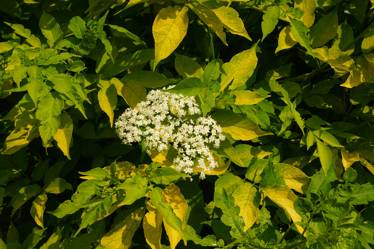 Image of Sambucus nigra specimen.