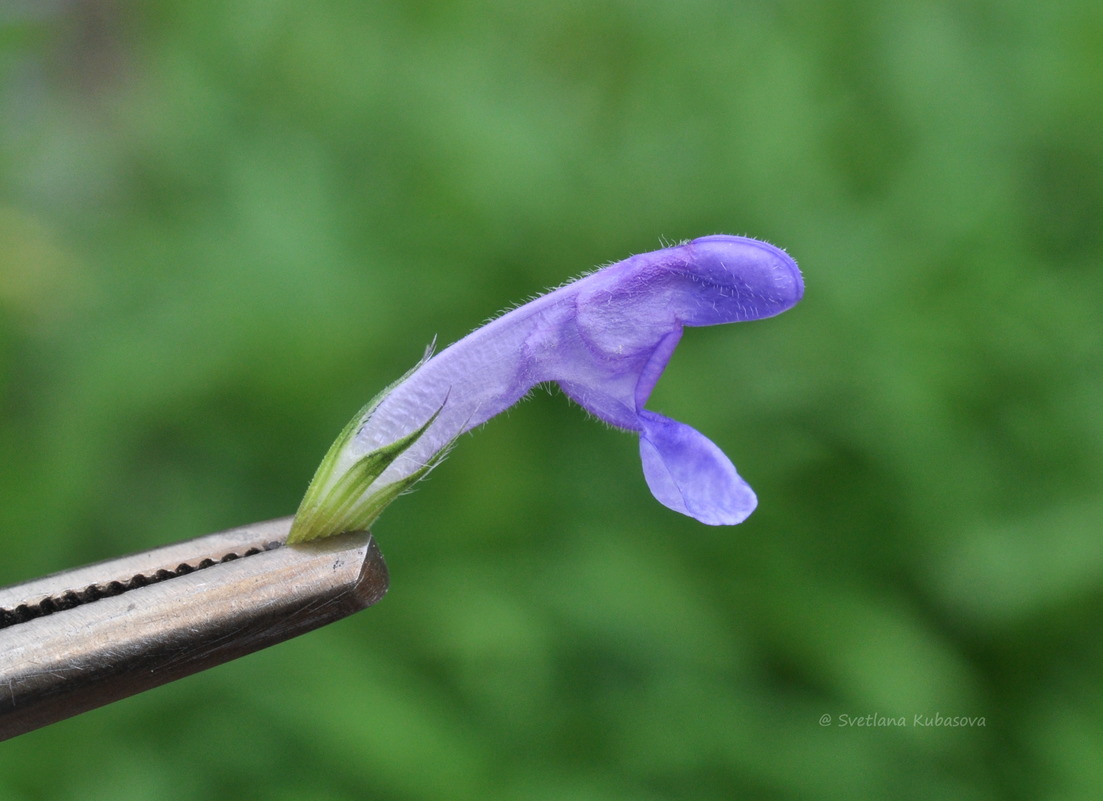 Изображение особи Nepeta nervosa.