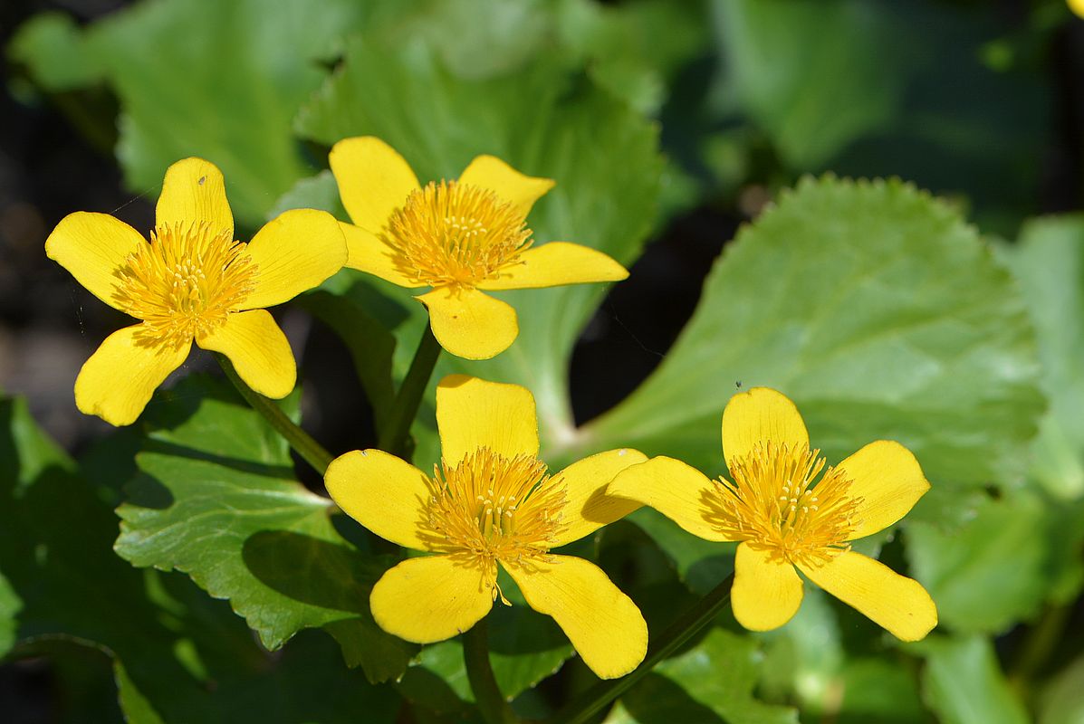 Image of Caltha palustris specimen.