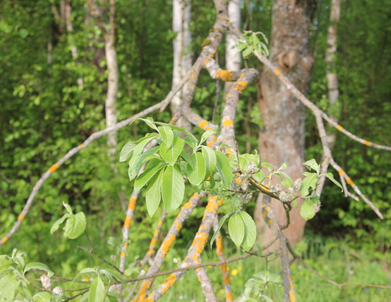 Image of Salix caprea specimen.