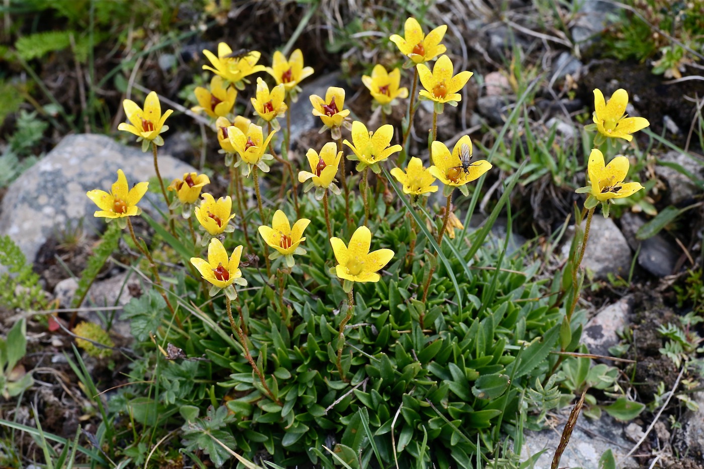 Изображение особи Saxifraga hirculus.