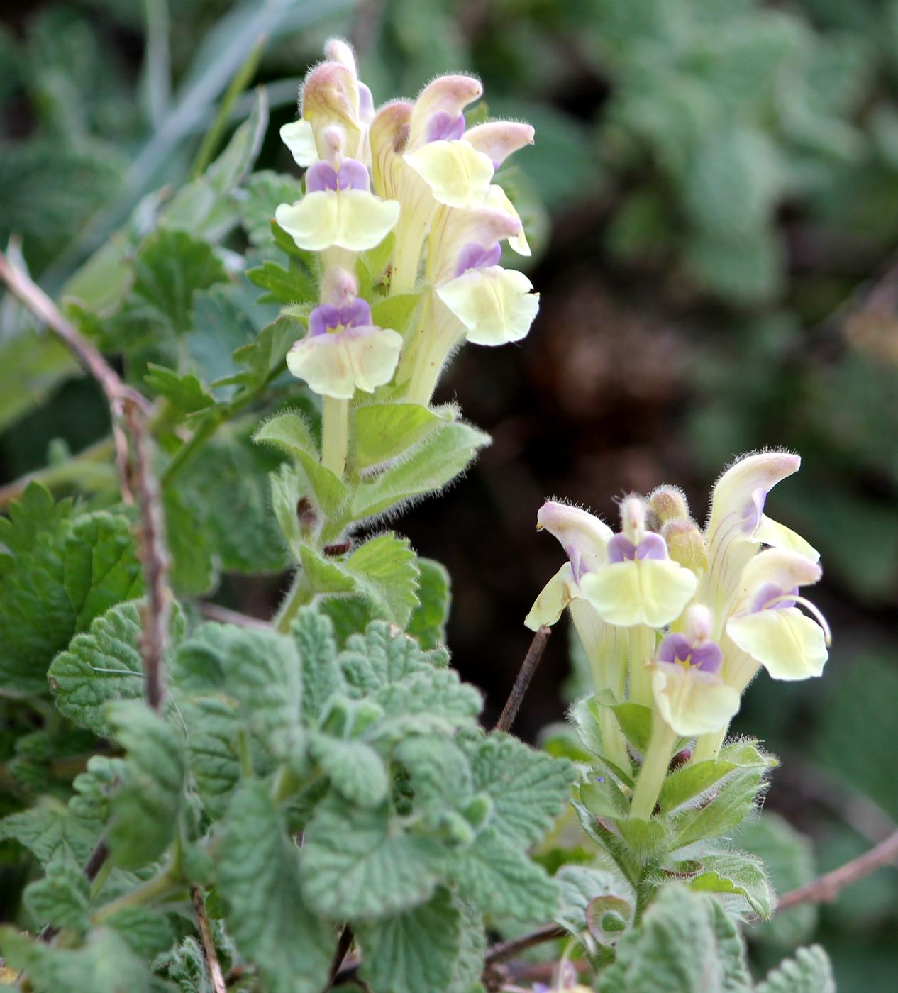 Image of Scutellaria cordifrons specimen.