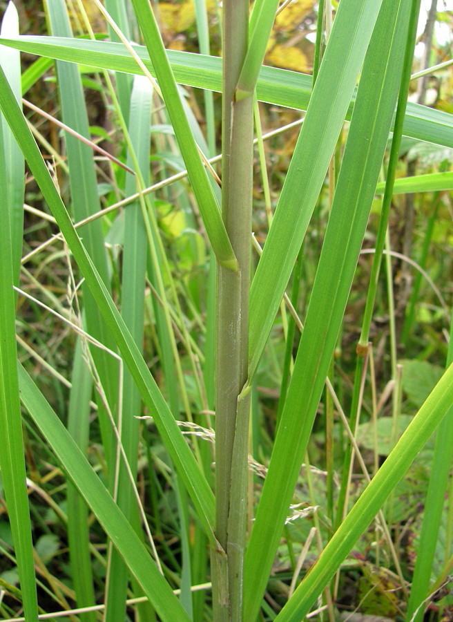 Image of Glyceria maxima specimen.