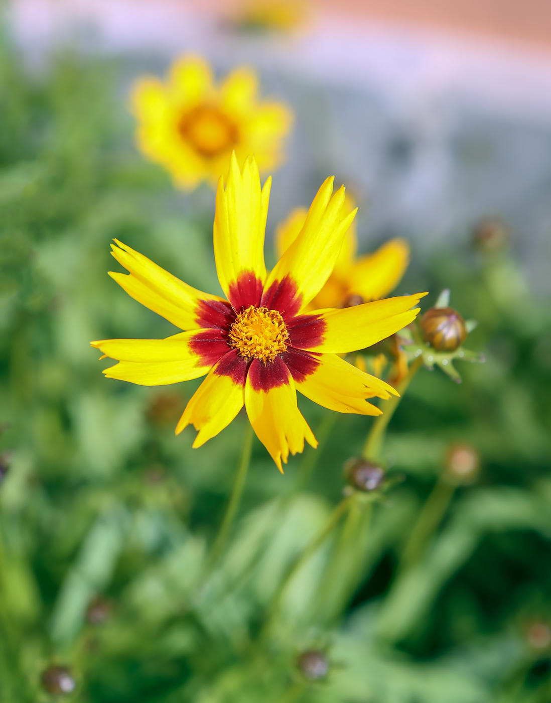 Image of Coreopsis grandiflora specimen.