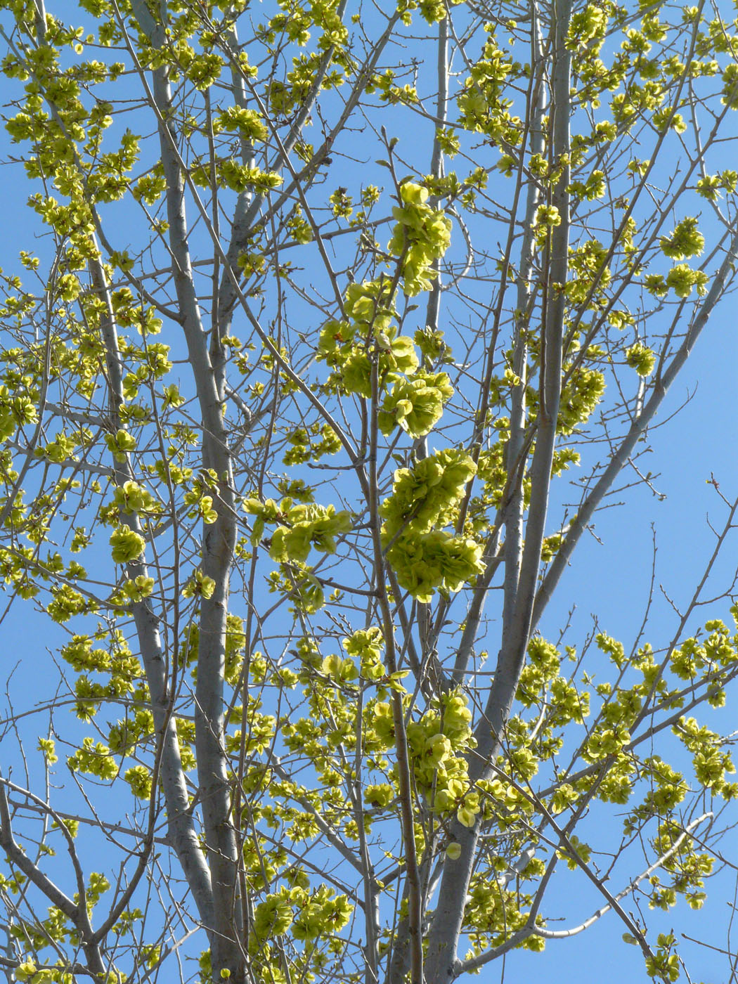 Изображение особи Ulmus pumila.