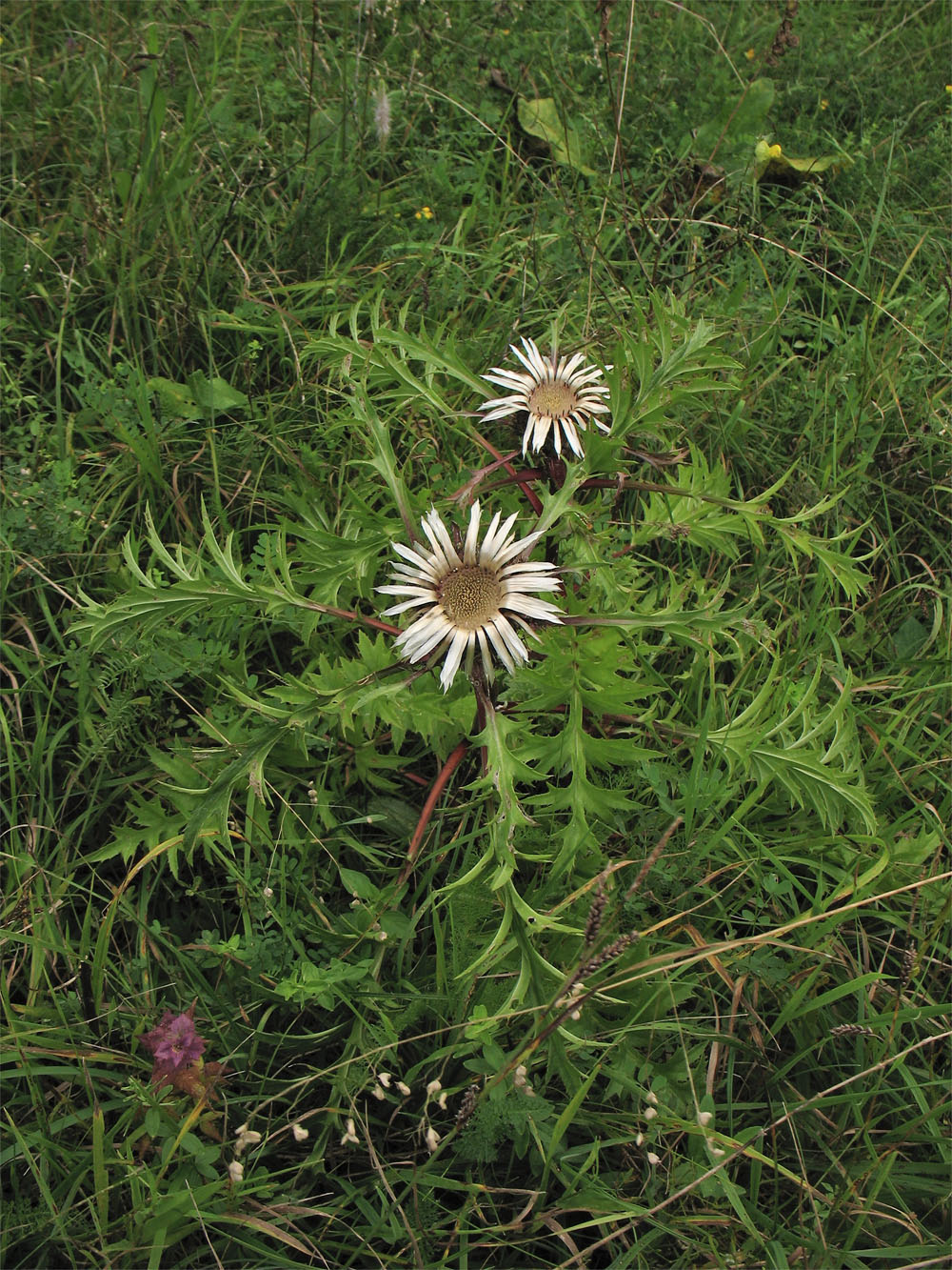 Image of Carlina cirsioides specimen.