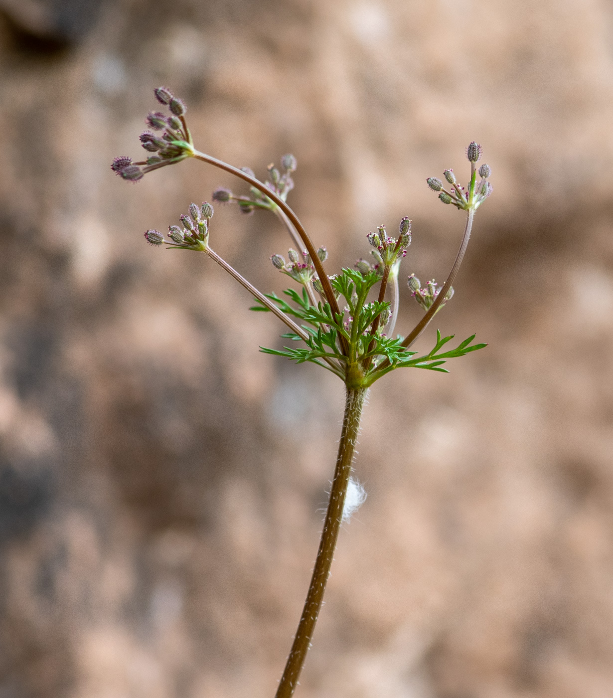 Image of Daucus montanus specimen.