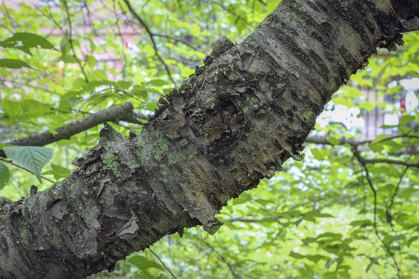 Image of genus Betula specimen.