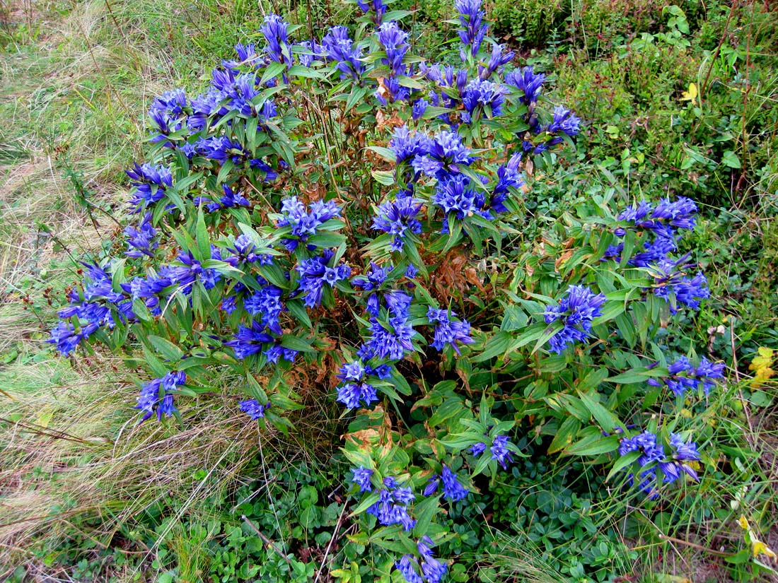 Изображение особи Gentiana asclepiadea.