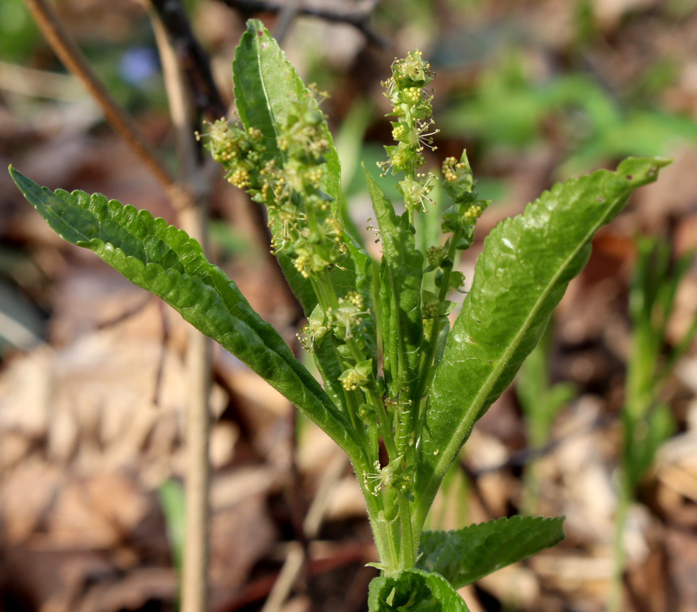 Image of Mercurialis perennis specimen.