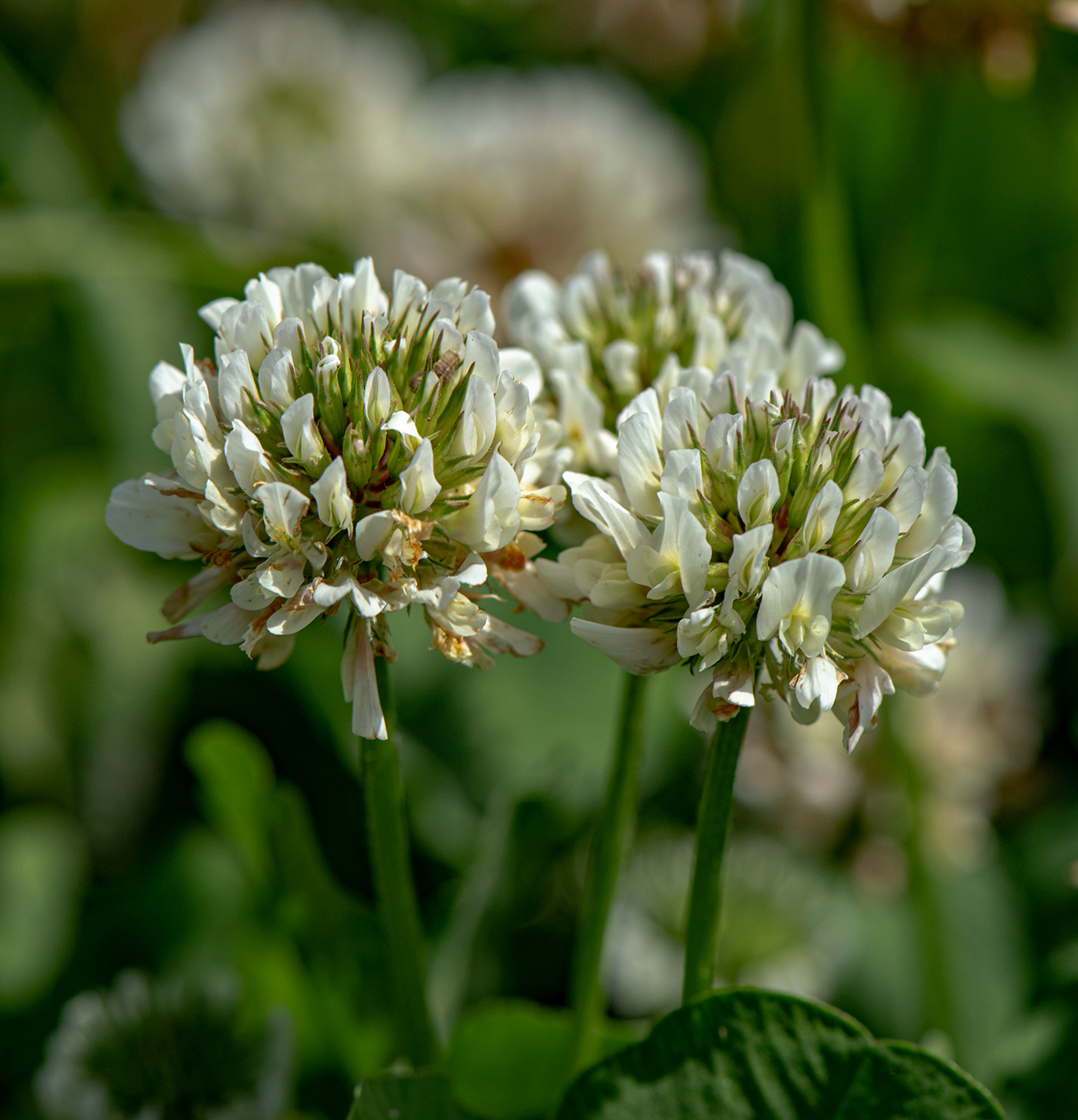 Изображение особи Trifolium repens.