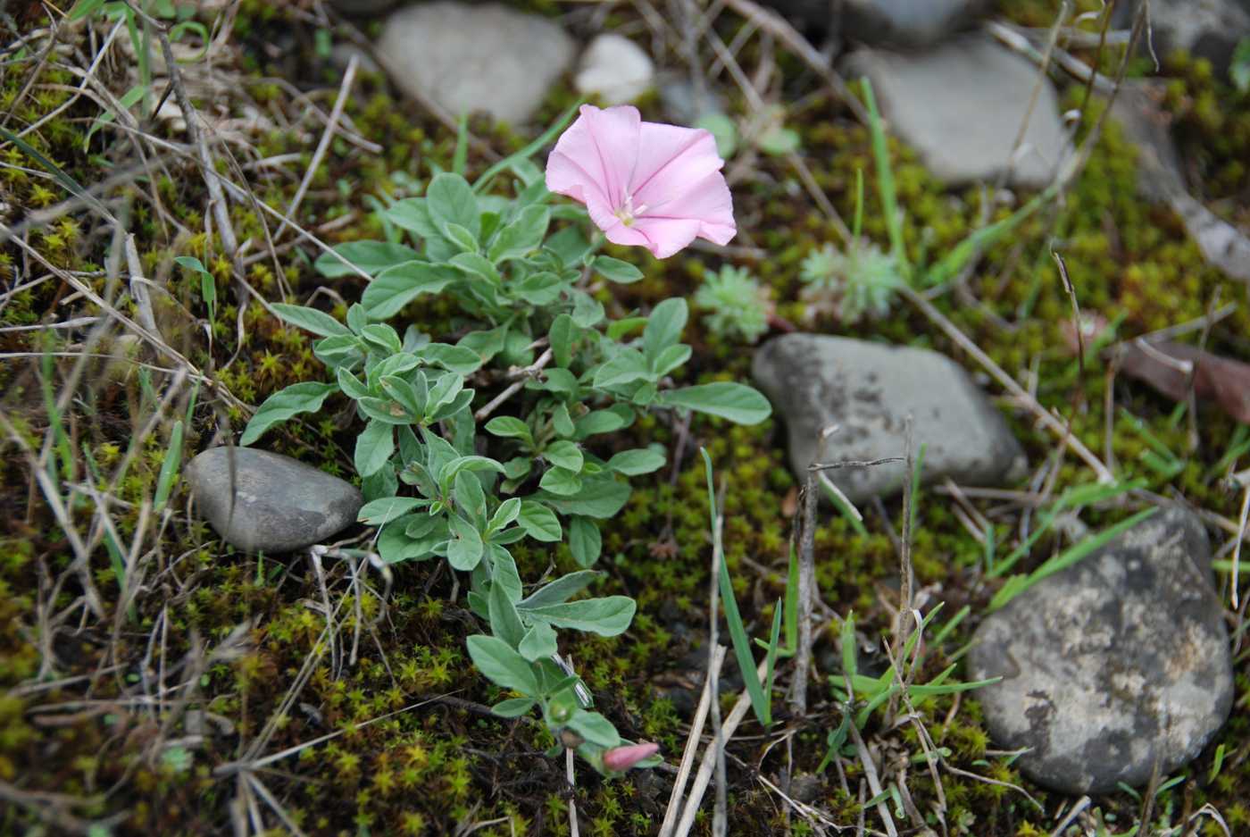 Изображение особи род Convolvulus.