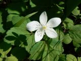 Anemone udensis. Цветок. Хабаровский край, р-н им. Лазо, Соколовка, место сбора орляка. 27.05.2017.