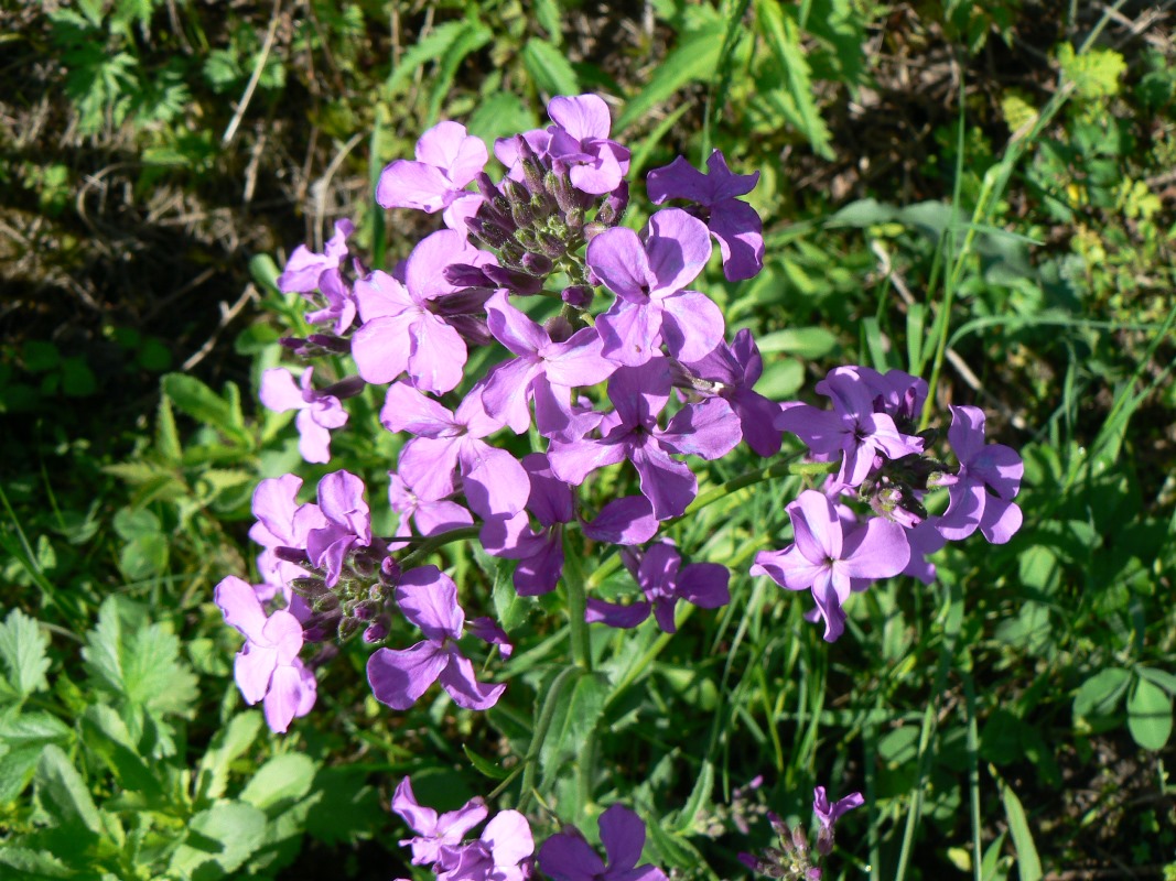 Image of genus Hesperis specimen.