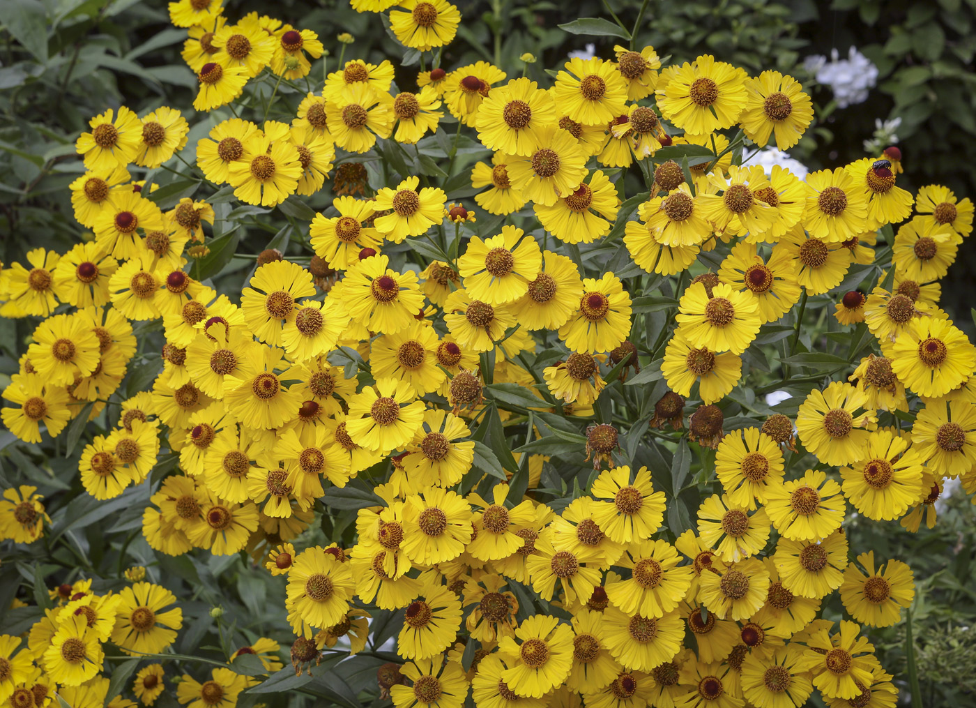 Изображение особи Helenium autumnale.