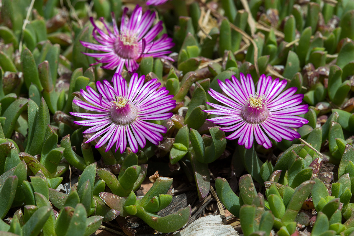 Image of Ruschia lineolata specimen.