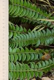 Polystichum lonchitis. Части спороносящих вай. Мурманская обл., окр. г. Мурманск, дно ущелья, мелкозёмистая осыпь, травяной березняк. 20.09.2021.