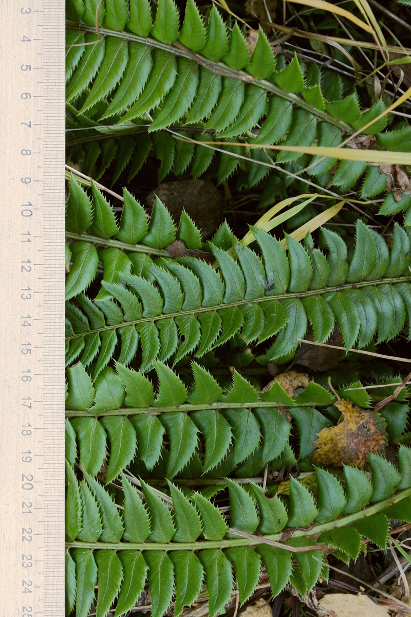 Image of Polystichum lonchitis specimen.