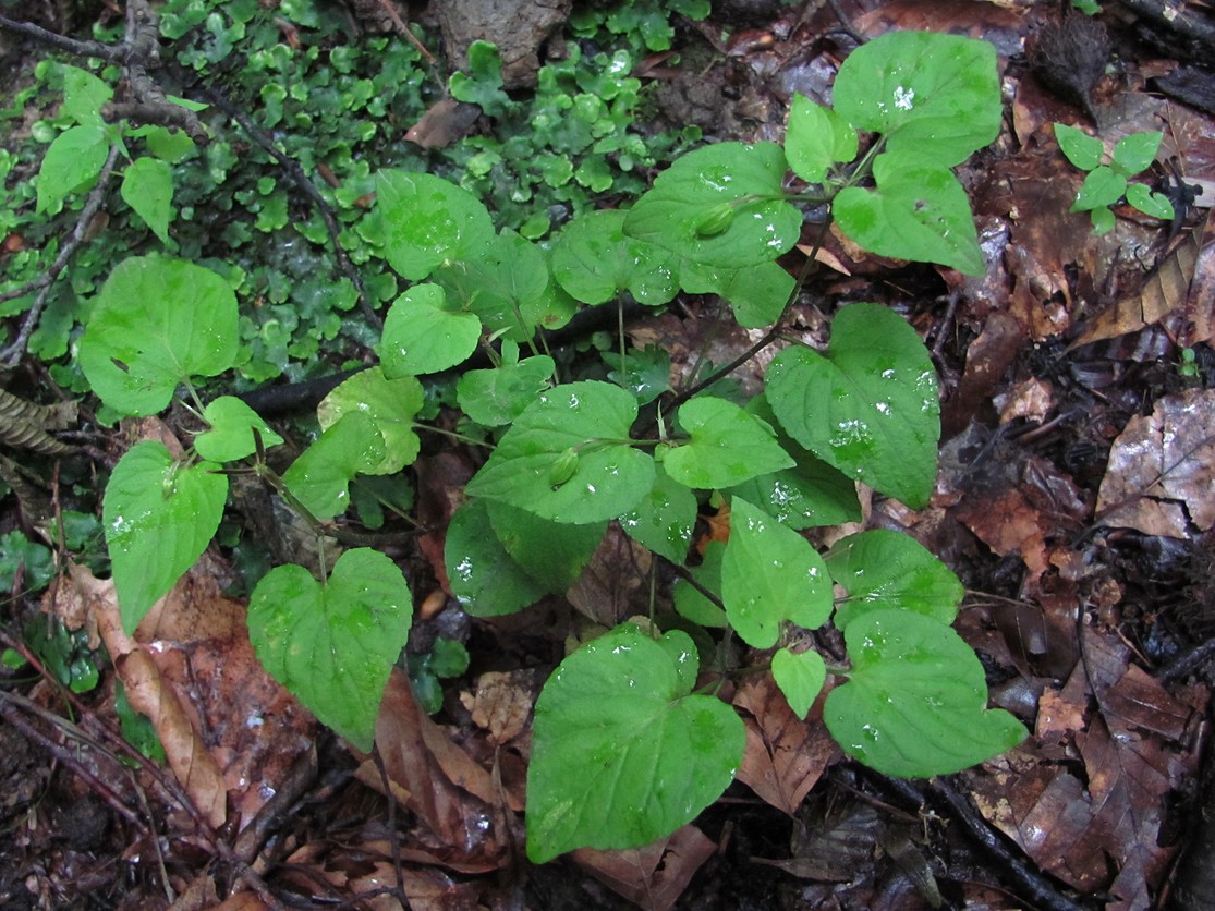 Image of Viola reichenbachiana specimen.