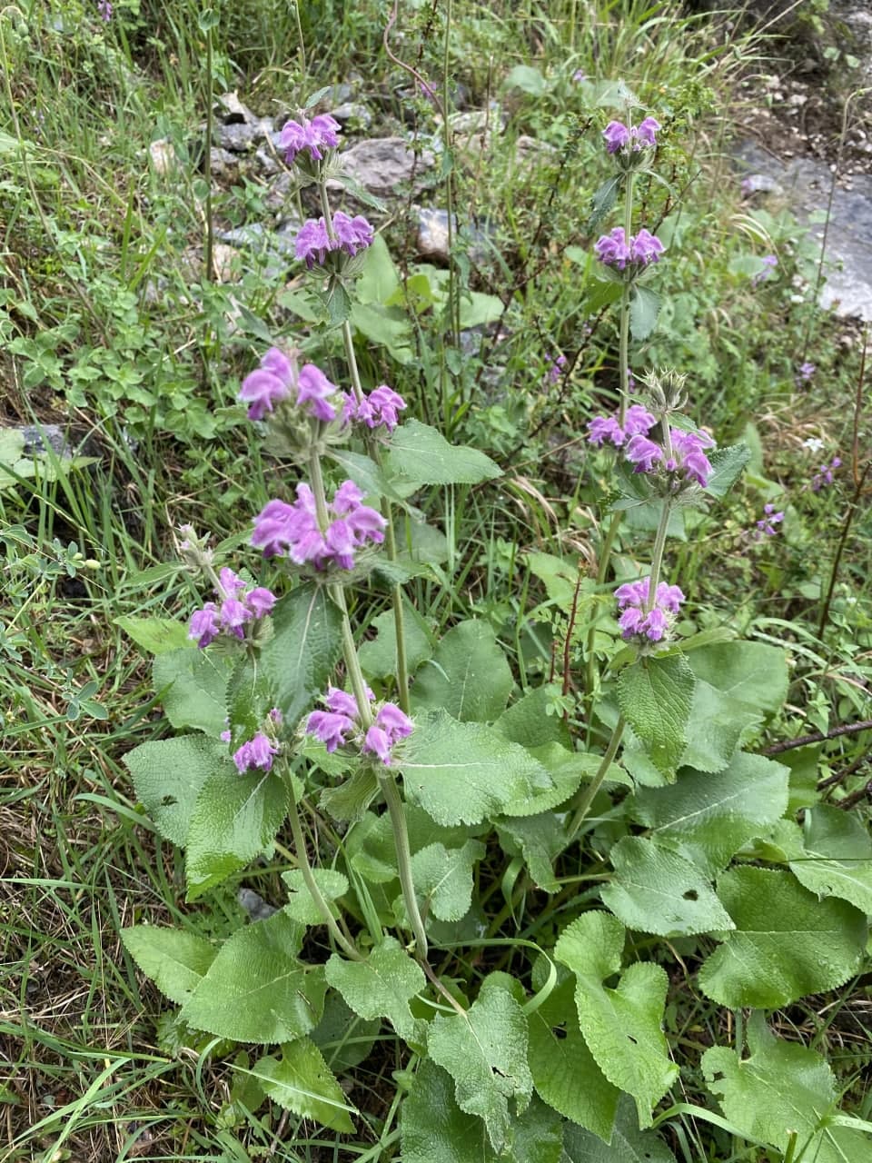 Image of Phlomoides canescens specimen.