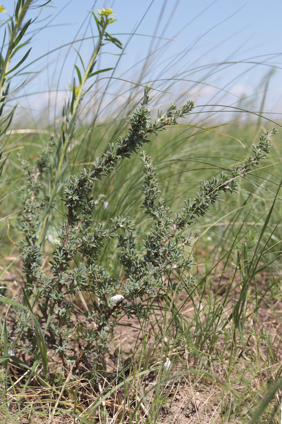 Изображение особи Caragana scythica.