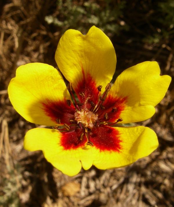 Image of Rosa berberifolia specimen.