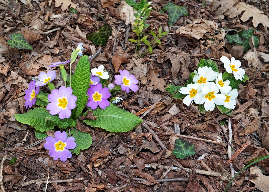 Изображение особи Primula vulgaris.