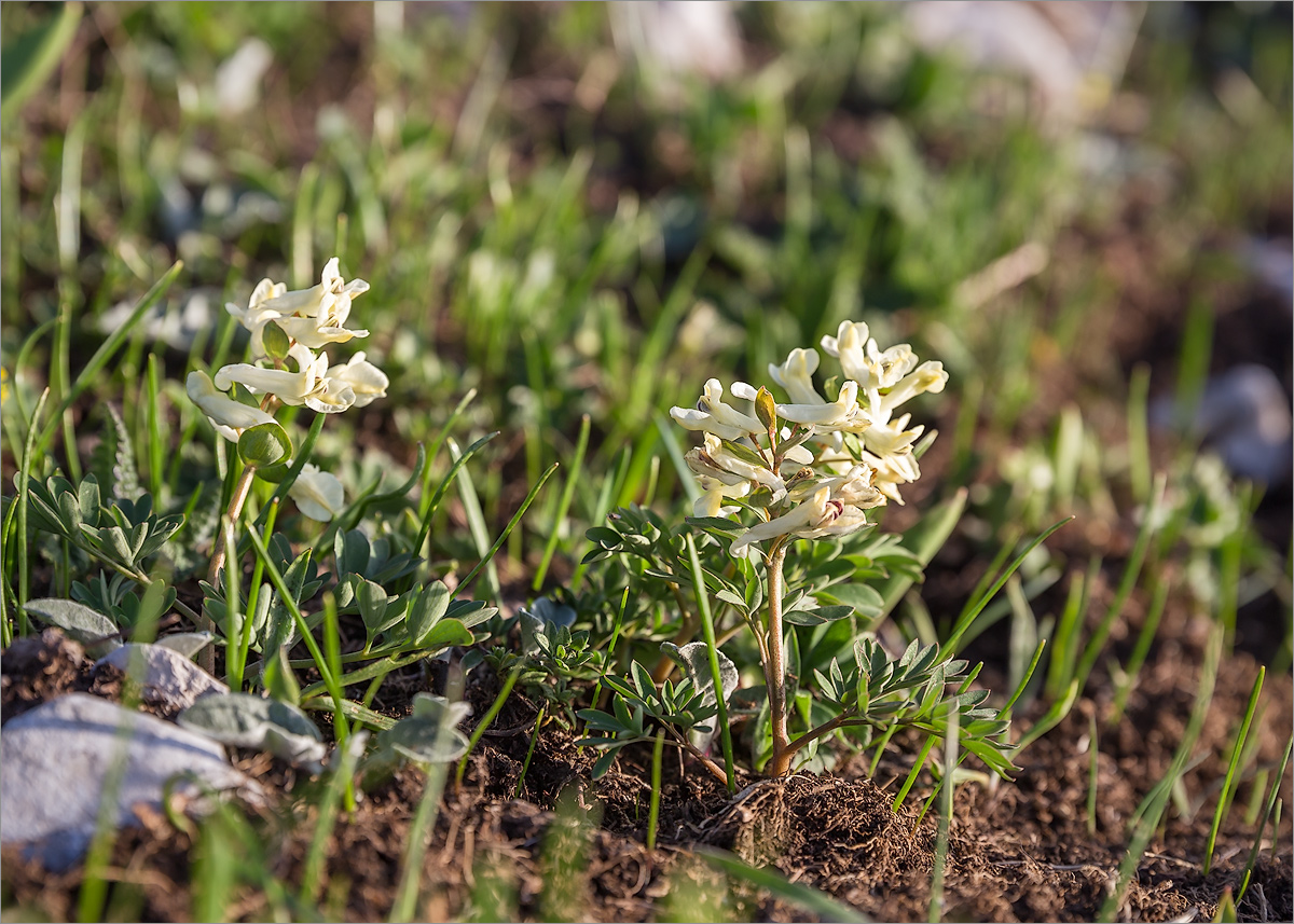 Изображение особи Corydalis vittae.