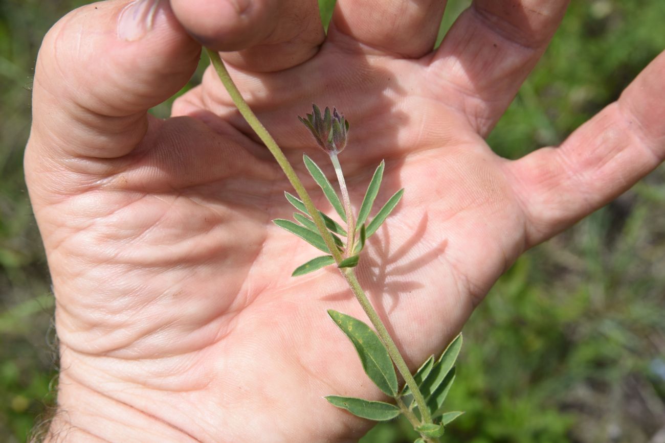 Image of Anthyllis variegata specimen.