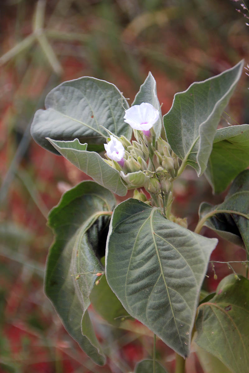 Изображение особи семейство Convolvulaceae.