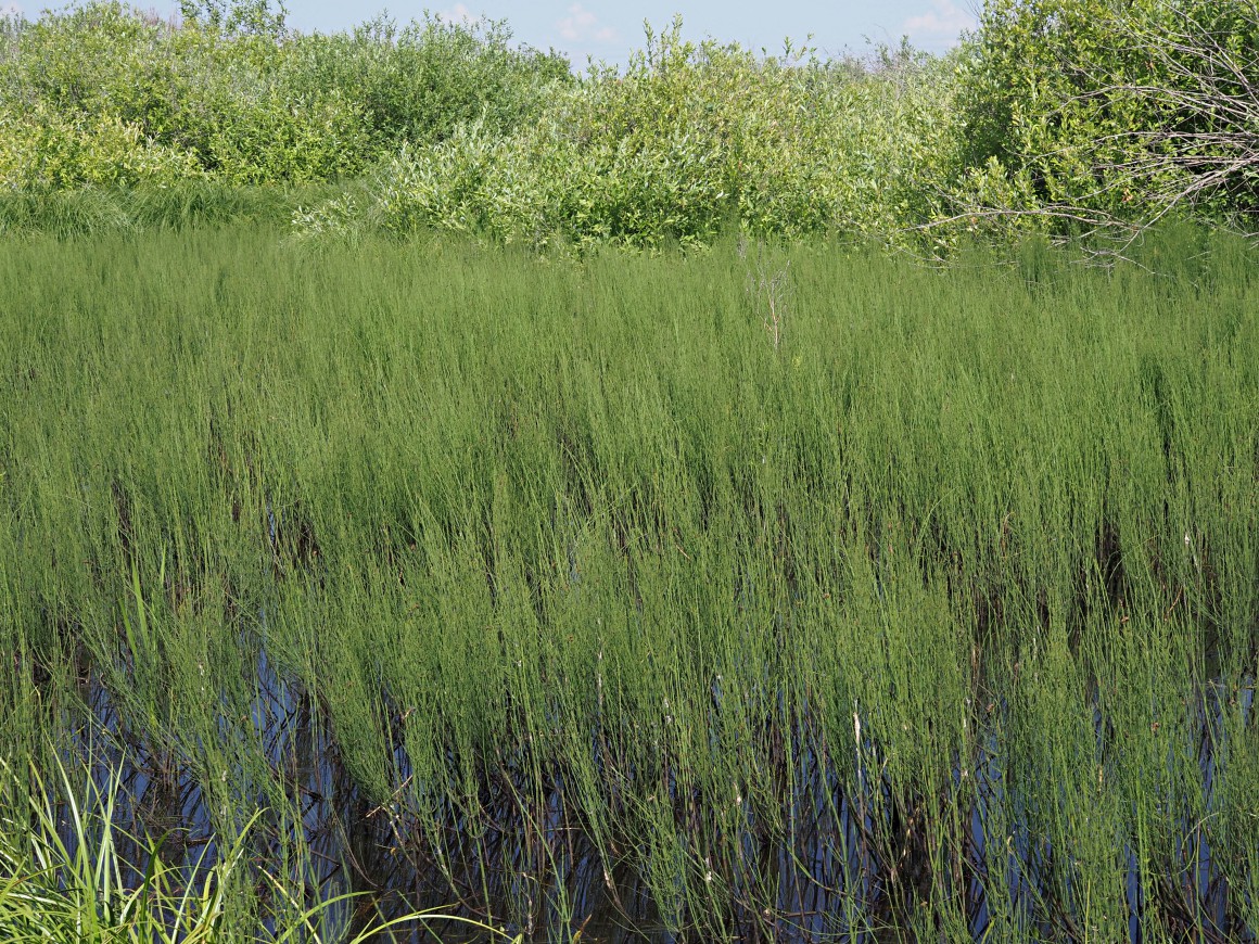 Изображение особи Equisetum fluviatile.