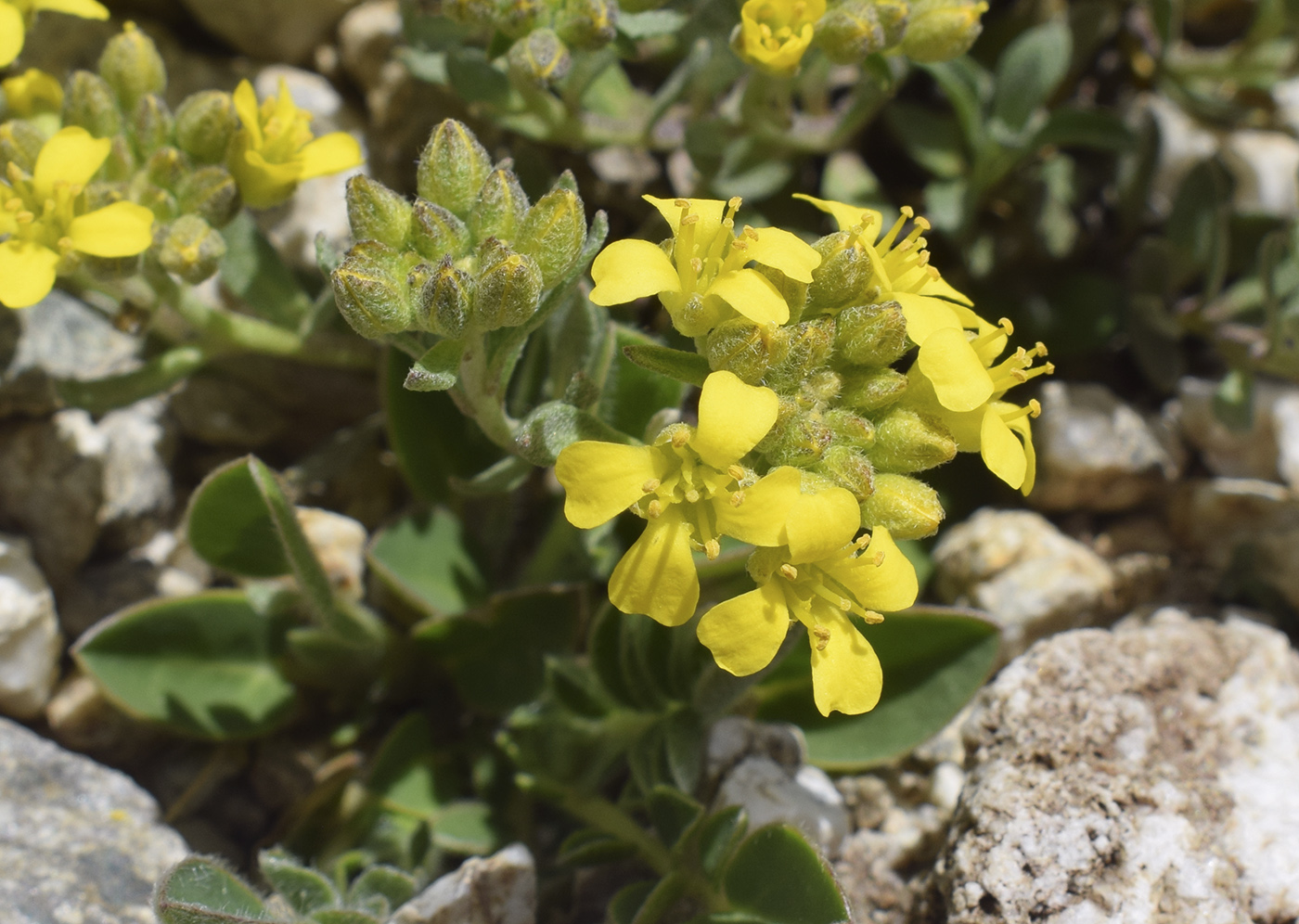 Изображение особи Alyssum cacuminum.