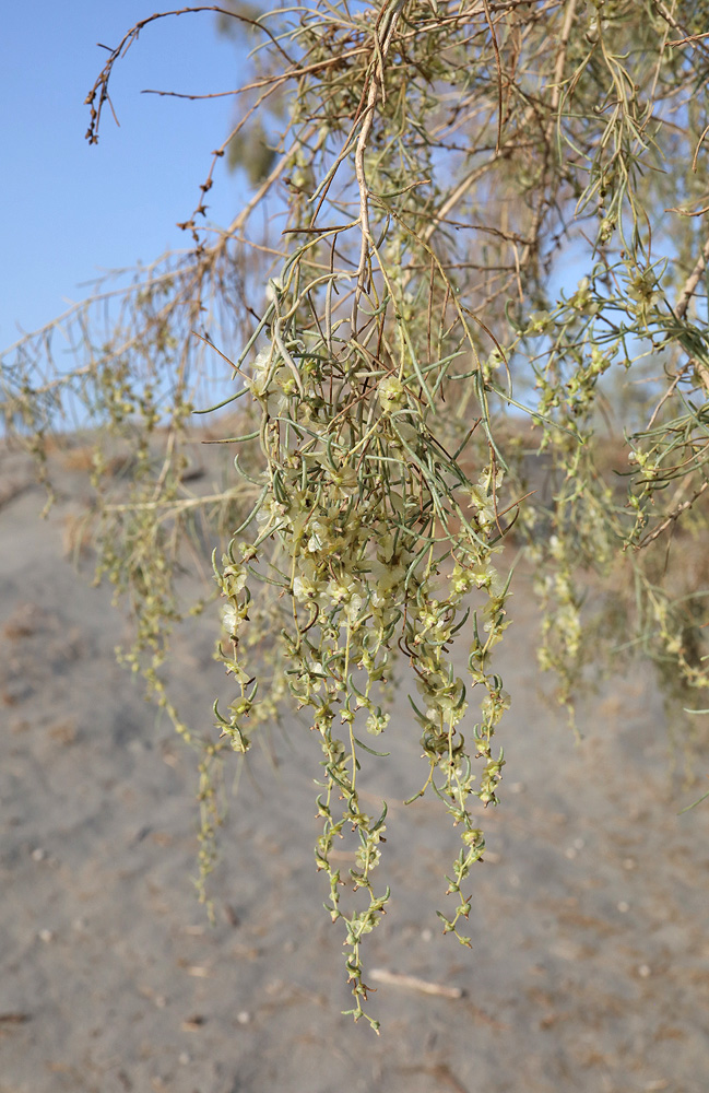 Изображение особи Salsola richteri.