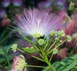 Albizia julibrissin. Соцветие. Крым, городской округ Ялта, пгт Гурзуф, набережная. Июль 2022 г.