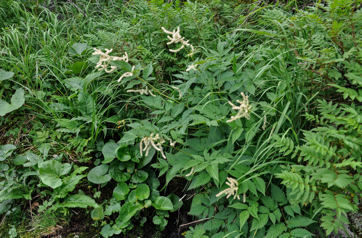 Изображение особи Aruncus dioicus.