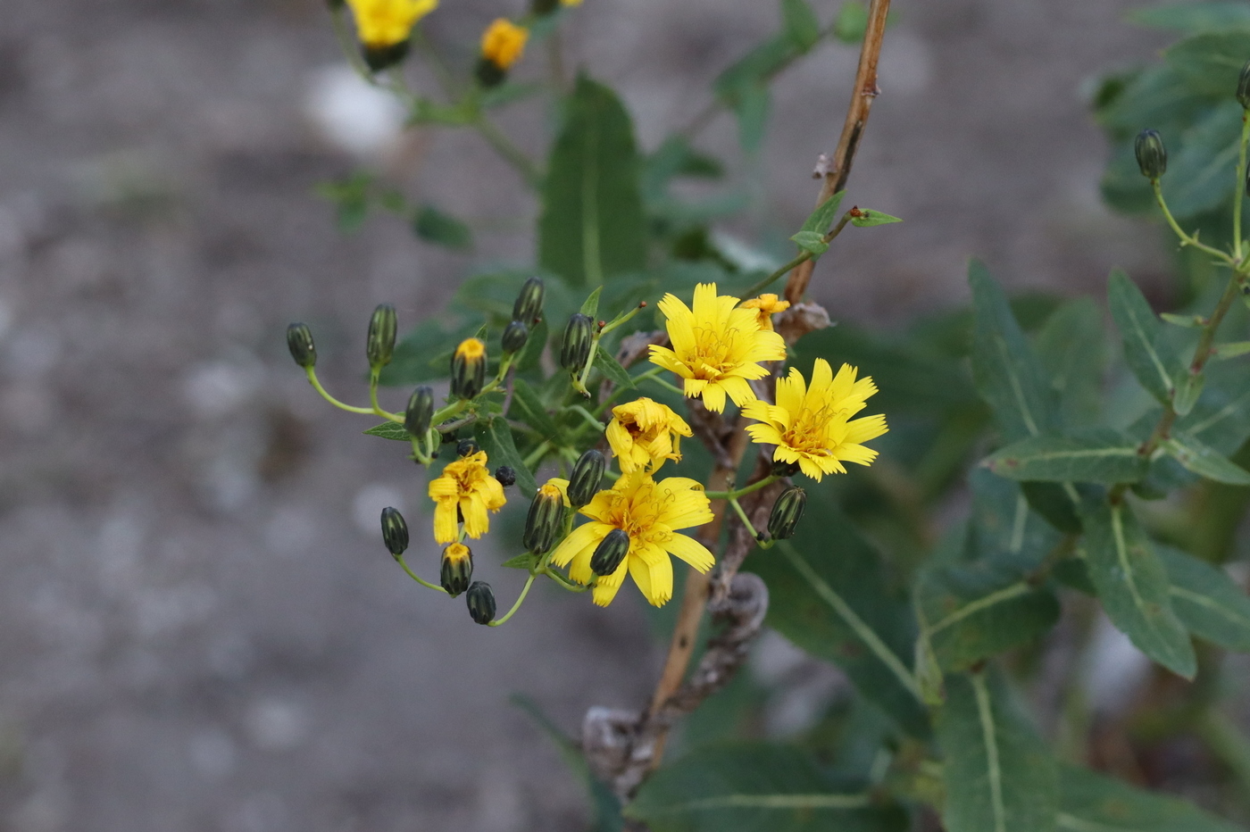 Изображение особи Hieracium virosum.