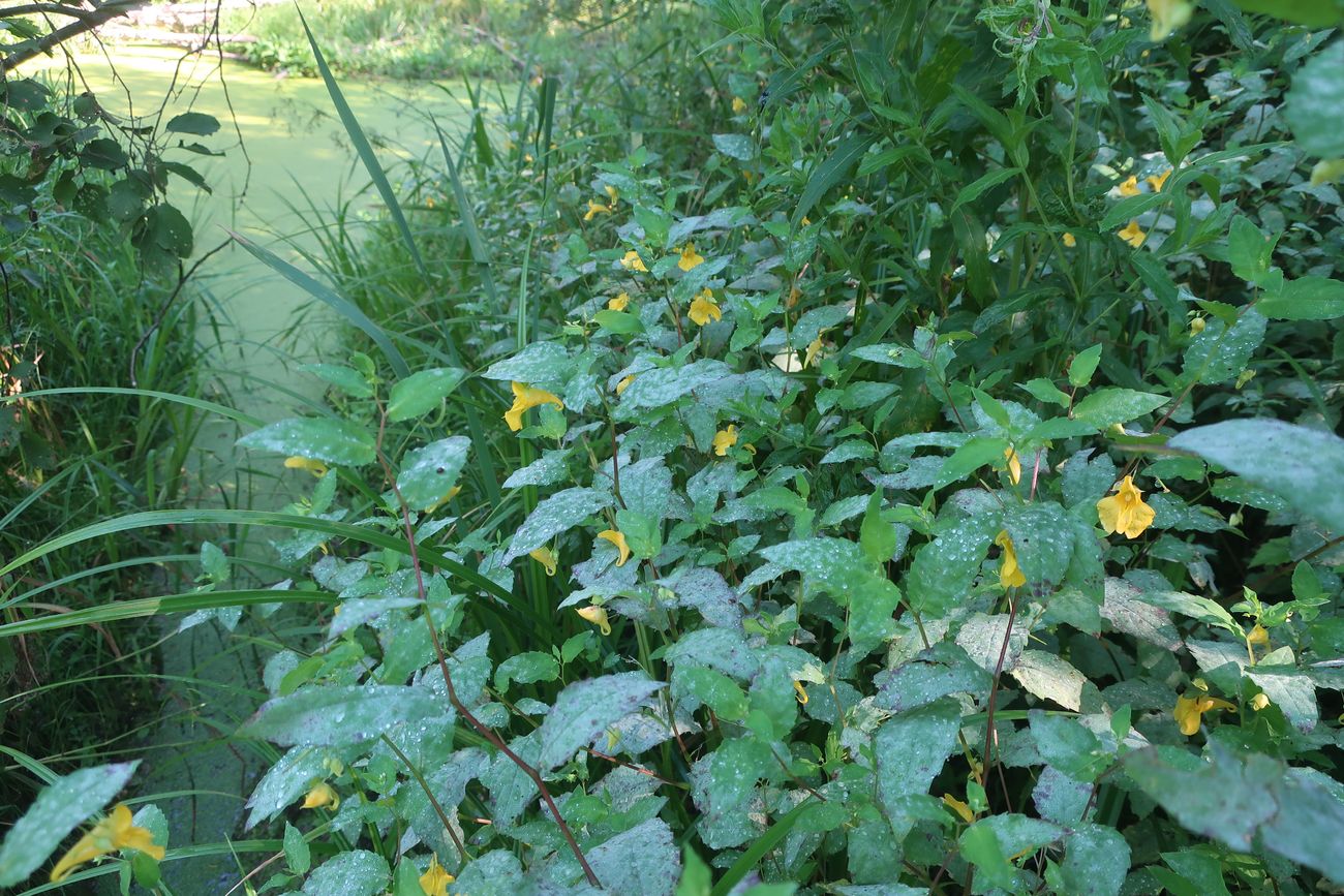 Image of Impatiens noli-tangere specimen.