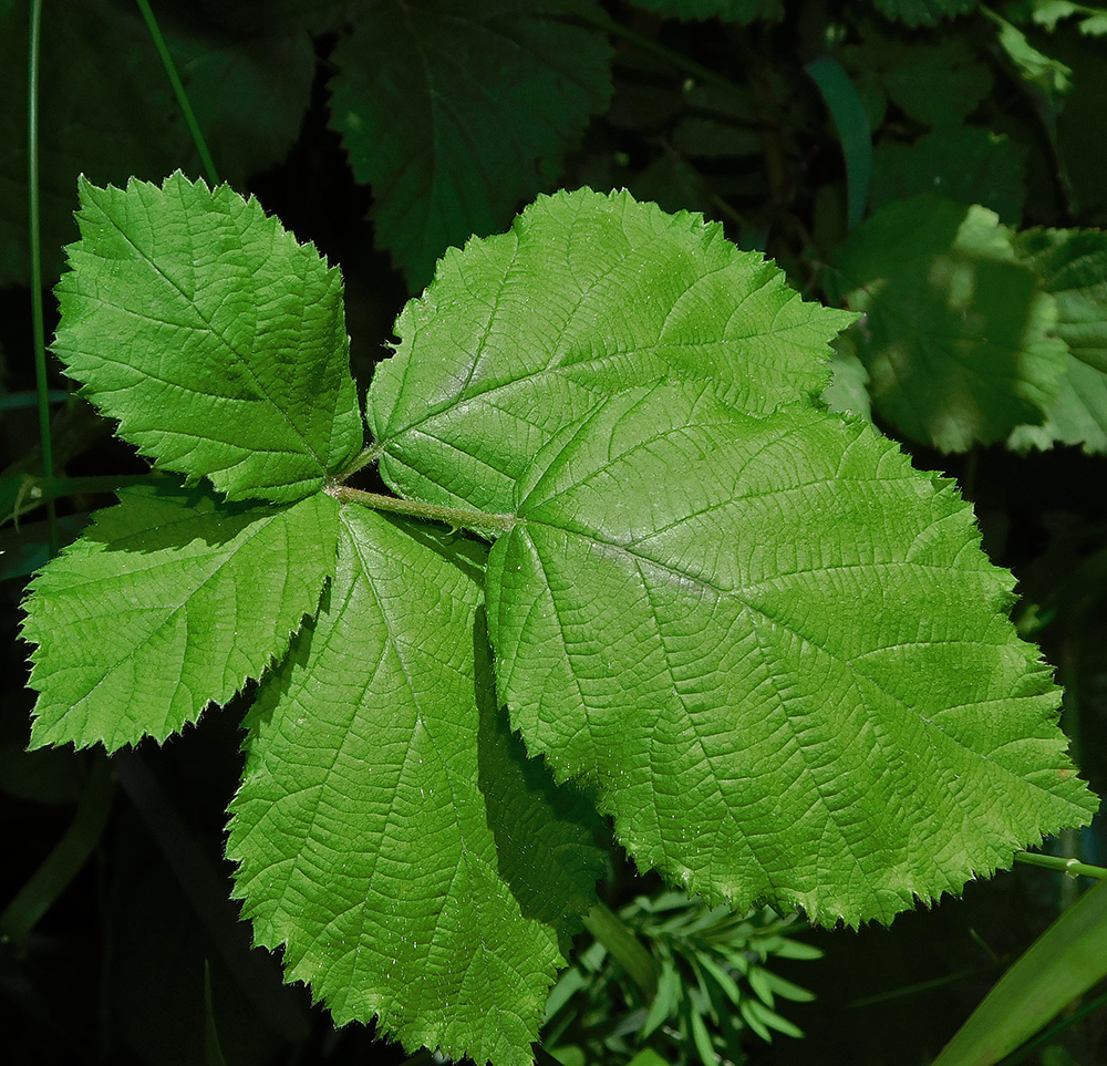 Image of Rubus sanctus specimen.