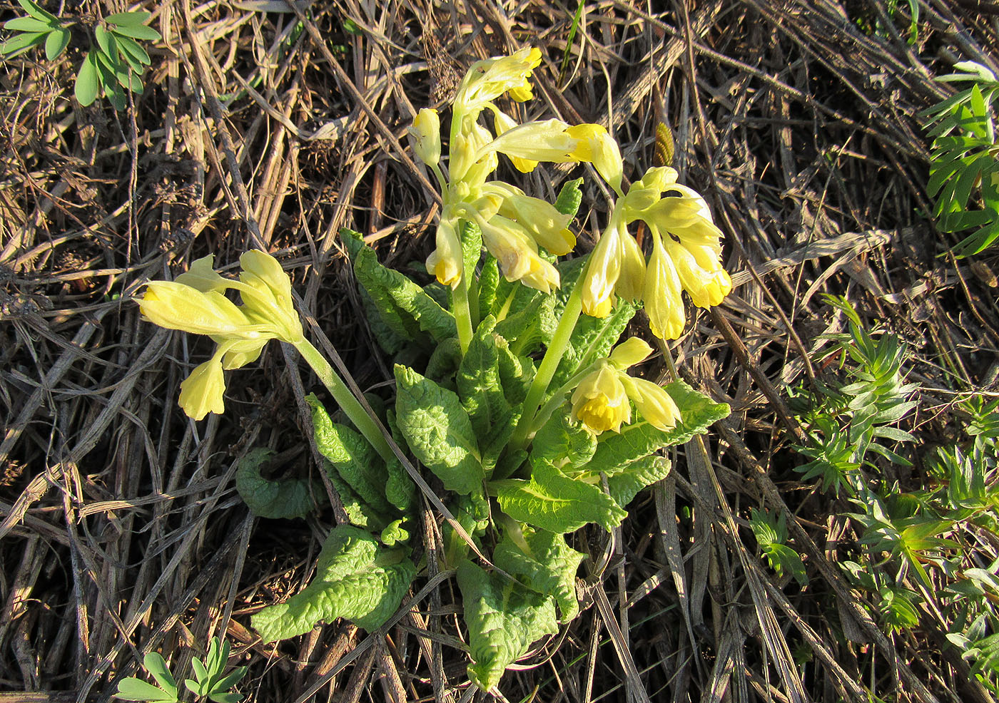 Image of Primula macrocalyx specimen.