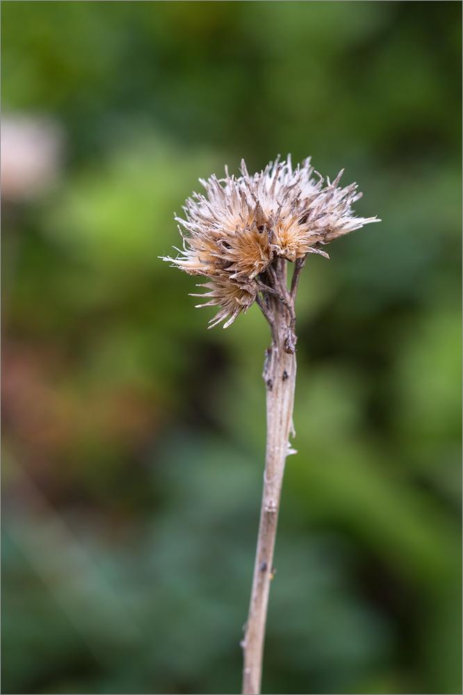 Изображение особи Saussurea alpina.